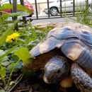 (2015-04) CP 0282 - Markkleeberg - Flora und Fauna im Vorgarten