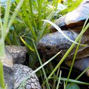 (2015-04) CP 0286 - Markkleeberg - Flora und Fauna im Vorgarten