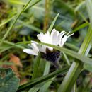 (2015-04) CP 0294 - Markkleeberg - Flora und Fauna im Vorgarten