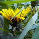 (2015-04) CP 0296 - Markkleeberg - Flora und Fauna im Vorgarten