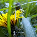 (2015-04) CP 0298 - Markkleeberg - Flora und Fauna im Vorgarten