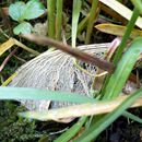 (2015-04) CP 0302 - Markkleeberg - Flora und Fauna im Vorgarten