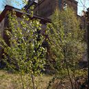 (2015-04) CP 0345 - Lost Places - Luetzschena - alte Sternburg-Brauerei