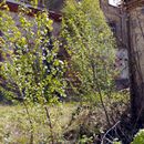 (2015-04) CP 0348 - Lost Places - Luetzschena - alte Sternburg-Brauerei