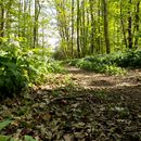 (2015-04) CP 0371 - Burgaue zwischen Luetzschena und Boehlitz