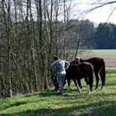 (2015-04) HX 1592 Ostern in Pixel - Gassi gehen mit Pferden