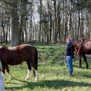 (2015-04) HX 1604 Ostern in Pixel - Gassi gehen mit Pferden