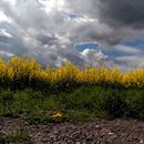 (2015-05) CP 0438 - Markkleeberger See - Rapsfelder