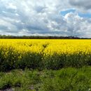 (2015-05) CP 0439 - Markkleeberger See - Rapsfelder