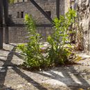 (2015-06) CP 0747 - Freyburg - alte Stadtmauer