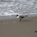 (2015-07) Ruegen XK 0628 - letzter Tag am Strand