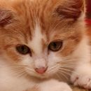 (2015-09) Markkleeberg 5270 - Pepito