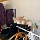 (2015-10) CP 011137 - als der Wäscheständer noch zwei Katzen vertrug
