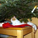 (2015-12) CP 251225 - JA zu Tieren unterm Weihnachtsbaum