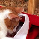 (2015-12) HK 5520 - Nepomuk und Pepito im Advent