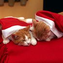 (2015-12) HK 5549 - Nepomuk und Pepito im Advent