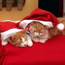 (2015-12) HK 5551 - Nepomuk und Pepito im Advent