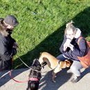 (2016-02) HK 5996 Duisburg - Hund vor Skulpturen