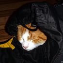 (2016-03) DM 8873 -Reisekatze in Reisetasche