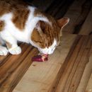 (2016-03) DM 8886 - Hähnchenherzen für Katzen