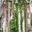 (2016-06) HK 6361 - an der Kirchenruine in Wachau