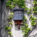 (2016-06) HK 6366 - an der Kirchenruine in Wachau