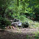 (2016-06) HK 6371 - an der Kirchenruine in Wachau