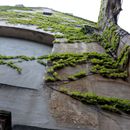 (2016-06) HK 6429 - an der Kirchenruine in Wachau