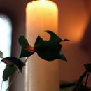 (2016-06) Montalbane HX 0745 - unser Kirchenschmuck