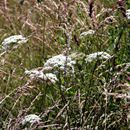 (2016-06) Montalbane HX 0749 - Flora und Fauna
