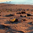 (2016-07) Ruegen HK 6879 - Abendstimmung am Bakenberger Strand