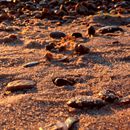 (2016-07) Ruegen HK 6888 - Abendstimmung am Bakenberger Strand