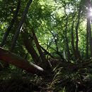 (2016-07) Ruegen HK 7215 - Hochuferwanderweg zum Königstuhl