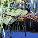 (2016-07) Ruegen XK 1191 - Arkona - Rund um den Teich im Rügenhof