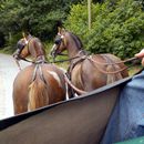 (2016-08-11) CP 1596 - Kutschfahrt-auf Reisen