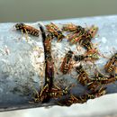 (2016-08-20) HK 7367 - Phönix-Tour-Wildwasserpark Auenhain