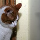 (2016-11) HK 0520 - Pepito möchte natürlich auch