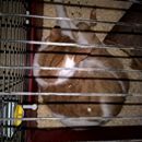 (2016-11) HK-L 18-143308 - Katzenurlaub im Meerschweinkäfig