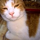 (2017-04) LMH 254 - Pepito