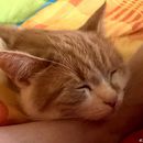 (2017-05) LMH 230 - Therapiekatze Nepomuk - orig