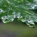 (2017-07) Rügen HK 0124 - Eichenblatt im Regen