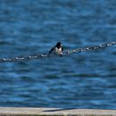 (2017-07) Rügen HK 0361 - Am Strand in Dranske