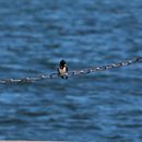 (2017-07) Rügen HK 0363 - Am Strand in Dranske