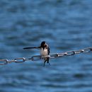 (2017-07) Rügen HK 0366 - Am Strand in Dranske