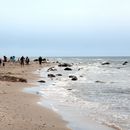 (2017-07) Rügen HK 1493 - Am Bakenberger Strand