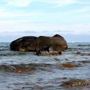 (2017-07) Rügen HK 1539 - Am Bakenberger Strand