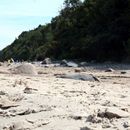 (2017-07) Rügen HK 1543 - Am Bakenberger Strand