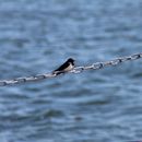 (2017-07) Rügen XK 1486 - Seebrücke Dranske