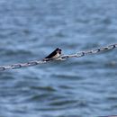 (2017-07) Rügen XK 1487 - Seebrücke Dranske