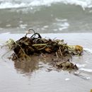 (2017-07) Rügen XK 1511 - Strand am Bakenberg